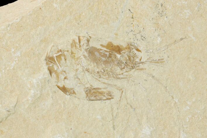 Cretaceous Fossil Shrimp - Lebanon #123905